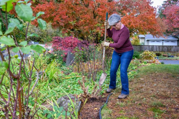 Cost of Dead Bush Removal in Visalia
