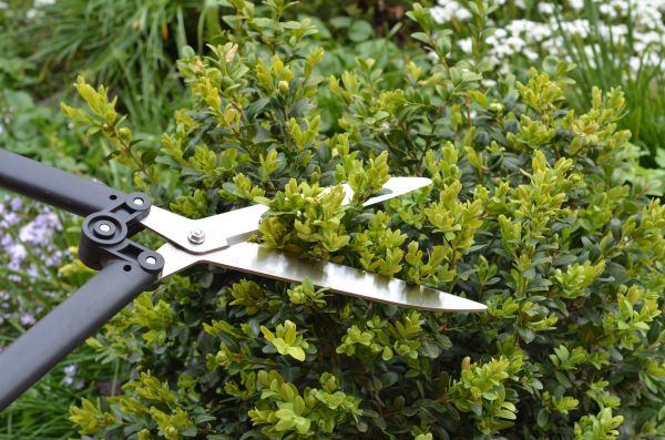 Cost of Boxwood Trimming in Visalia