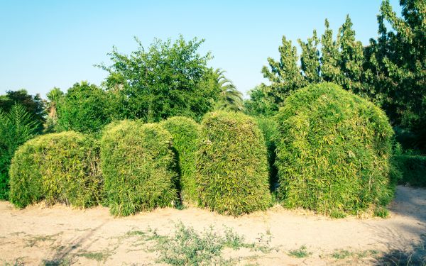 Cost of Bamboo Hedge Removal in Visalia