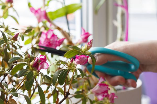 Azalea Pruning in Visalia