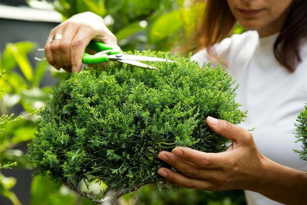 Cost of Juniper Shrub Pruning in Visalia
