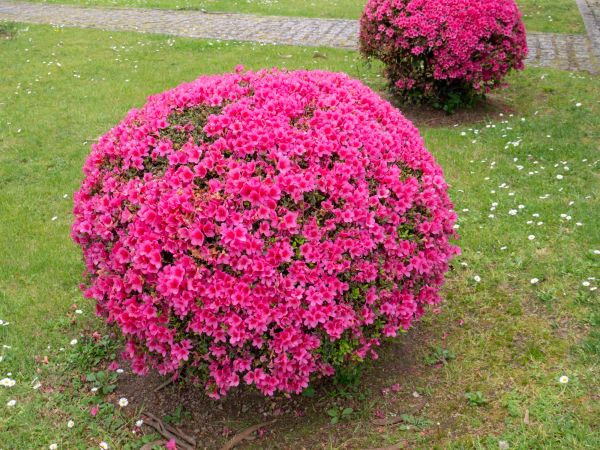 Cost of Rhododendron Pruning in Visalia