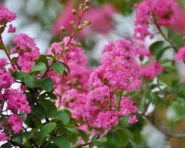 Cost of Crepe Myrtle Removal in Visalia