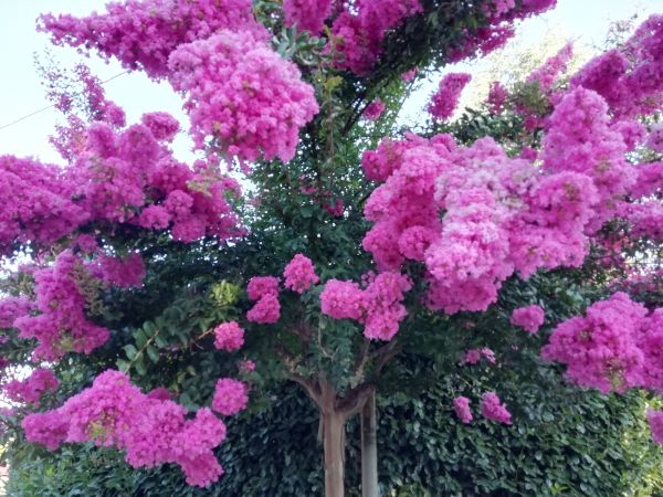 Cost of Crape Myrtle Pruning in Visalia