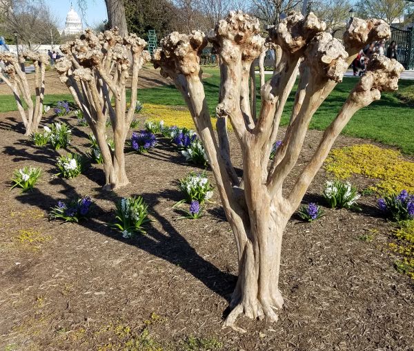 Cost of Myrtle Tree Removal in Visalia