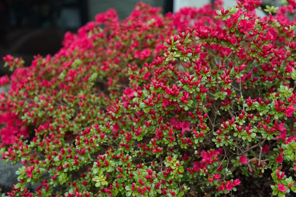 Cost of Weigela Removal Service in Visalia