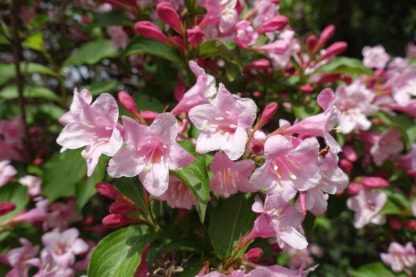Cost of Weigela Pruning Service in Visalia