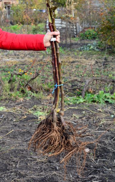 Cost of Shrub Root Removal in Visalia