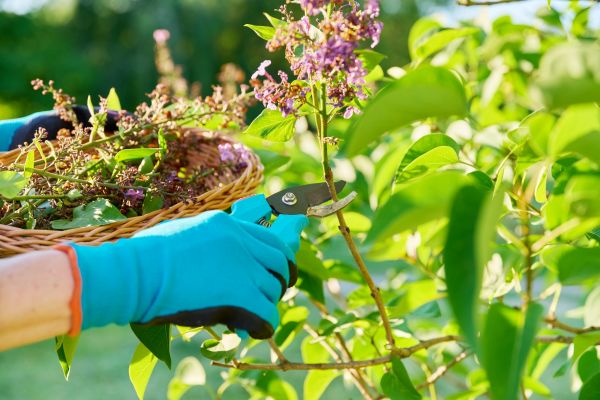 Cost of Lilac Trimming Service in Visalia
