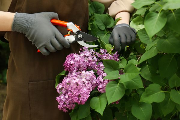 Cost of Lilac Pruning Service in Visalia