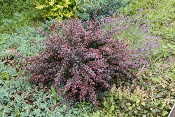 Cost of Japanese Barberry Removal in Visalia