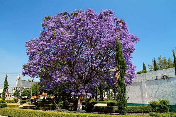 Cost of Jacaranda Pruning in Visalia