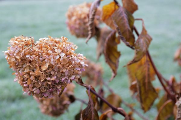 Cost of Hydrangea Removal in Visalia