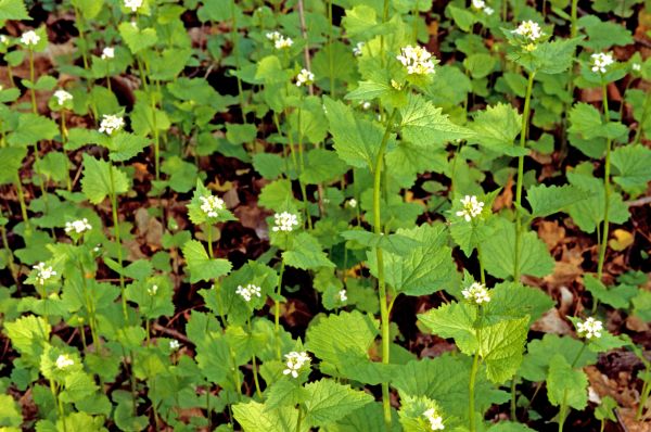 Cost of Garlic Mustard Removal in Visalia