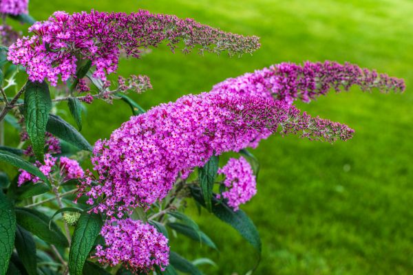 Cost of Butterfly Bush Removal in Visalia
