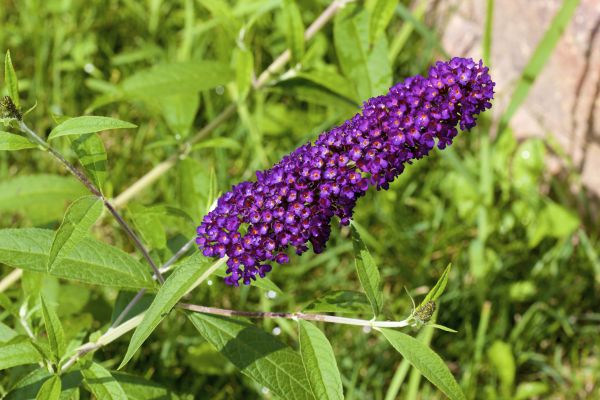 Butterfly Bush Pruning in Visalia