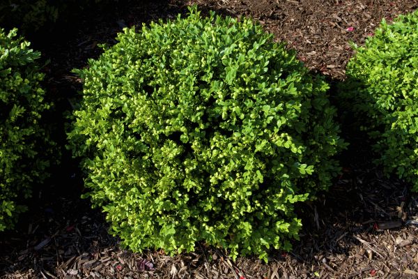 Cost of Boxwood Removal in Visalia