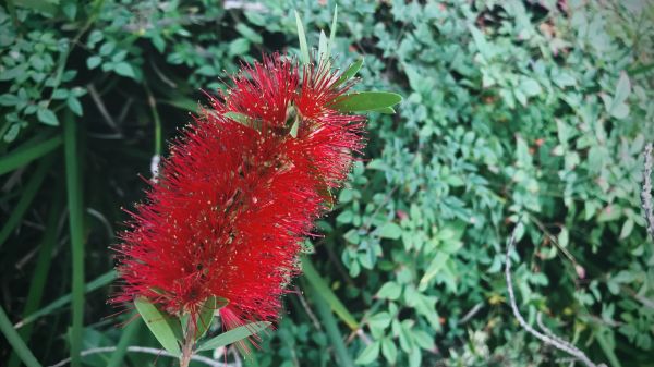 Cost of Bottlebrush Pruning in Visalia