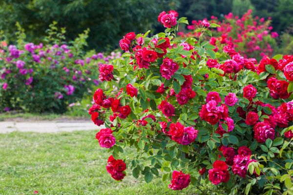 Shrub Trimming in Visalia