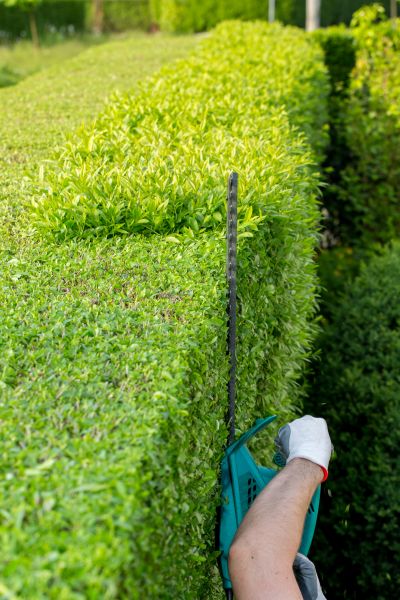 Hedge Trimming in Visalia