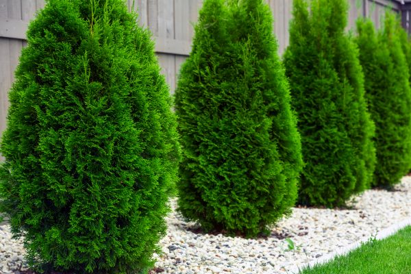 Cost of Arborvitae Trimming in Visalia