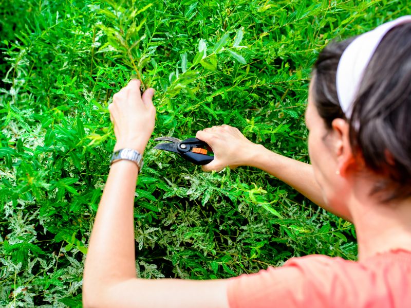 Juniper Bush Trimming
